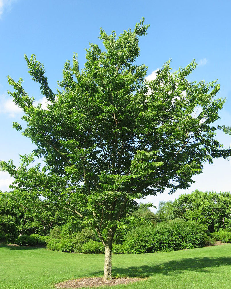 Common Hackberry (6-12" bare root) Bundle of 25