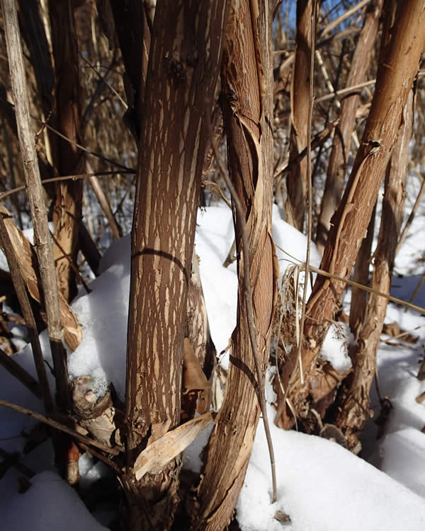 Common Ninebark (12-18" bare root) Bundle of 25