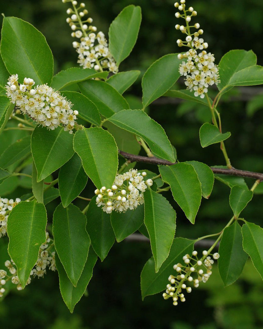 Black cherry flowers