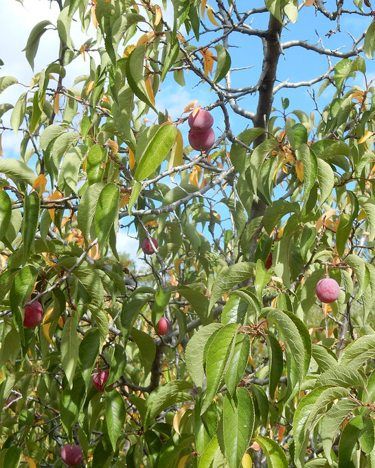 American Plum with ripe fruit.