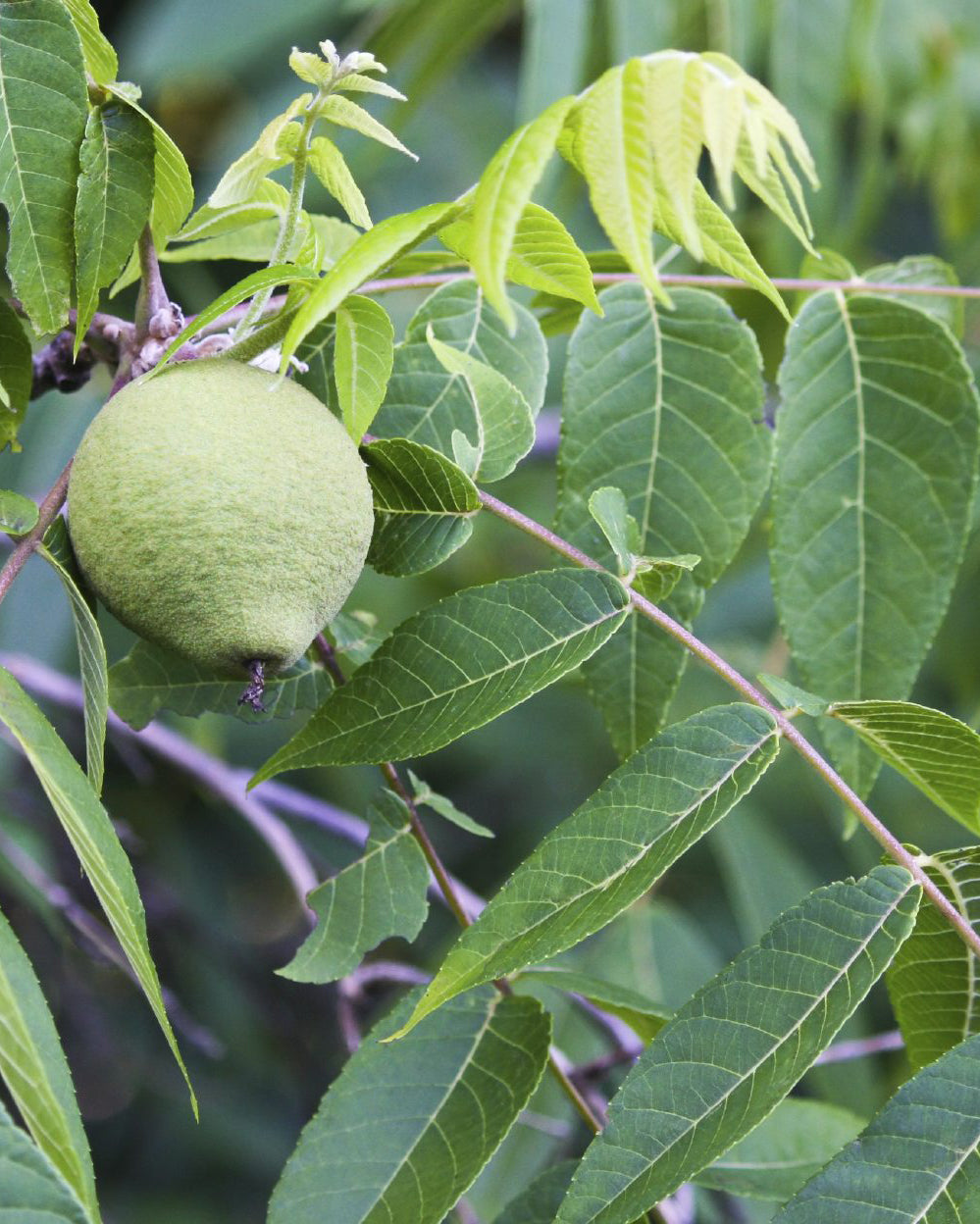 Black walnut branch with nut.