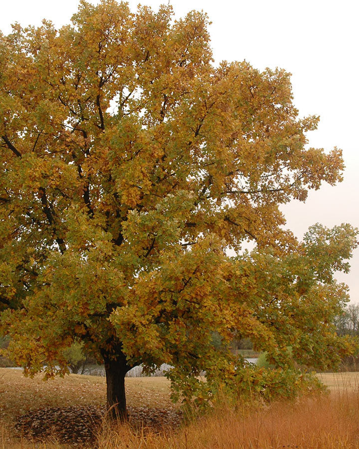 Burr oak with fall foliage.