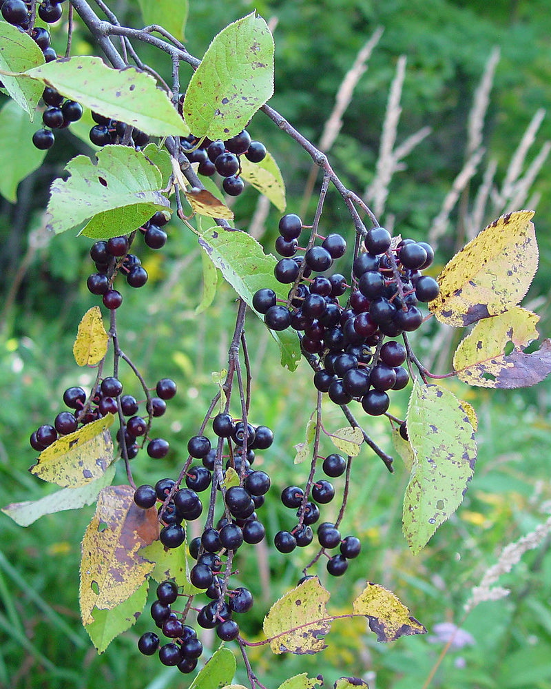 Prunus virginiana, choke cherry branch with fruit.