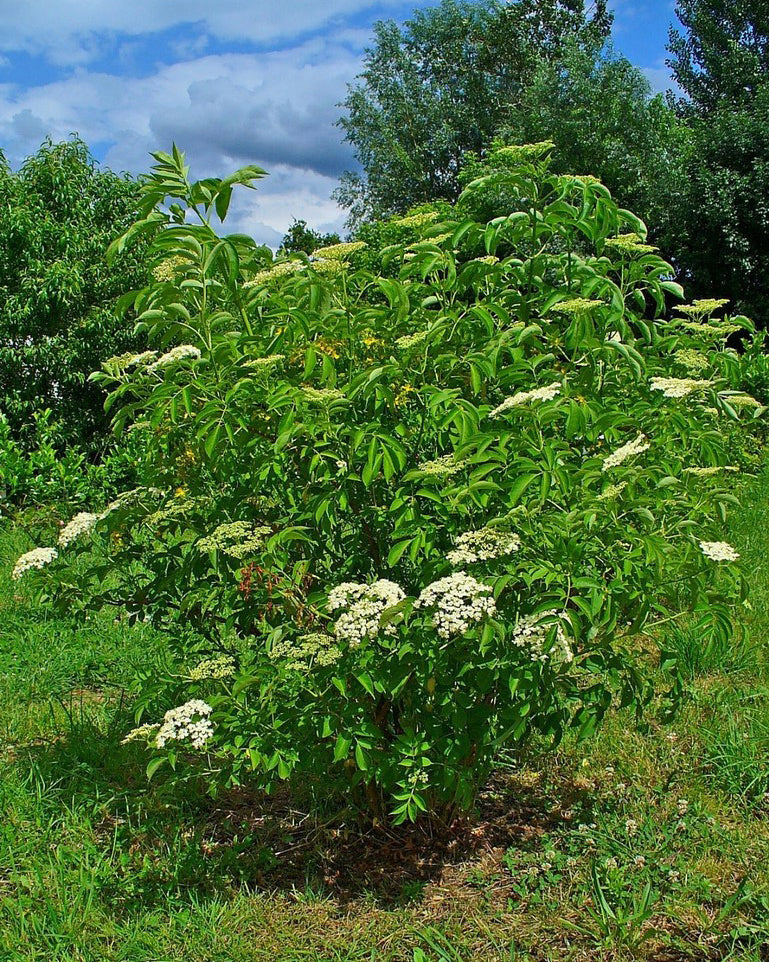 Elderberry bush