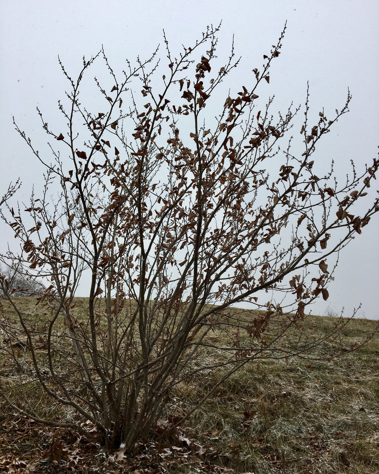 Hazelnut bush in late fall.