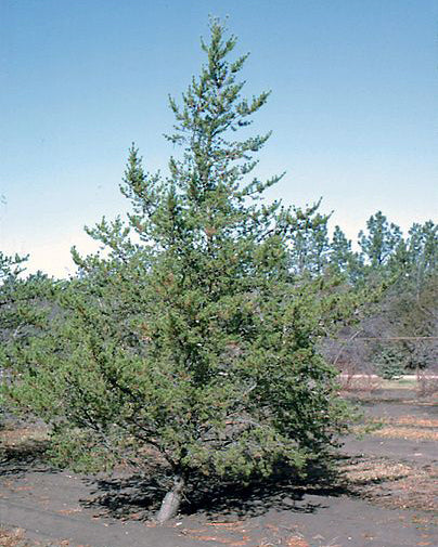 Pinus banksiana, Jack pine tree.