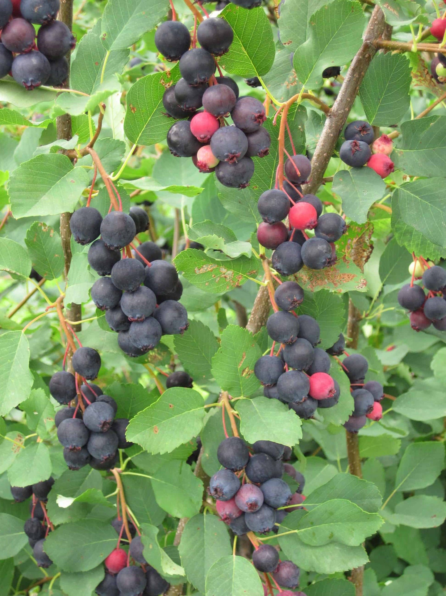 Close up of ripe Juneberry fruit.