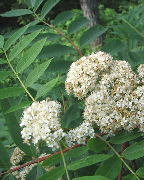 Sorbus americana, Mountain ash flowers.