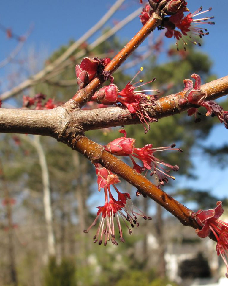 Red maple branch with flowers in spring.