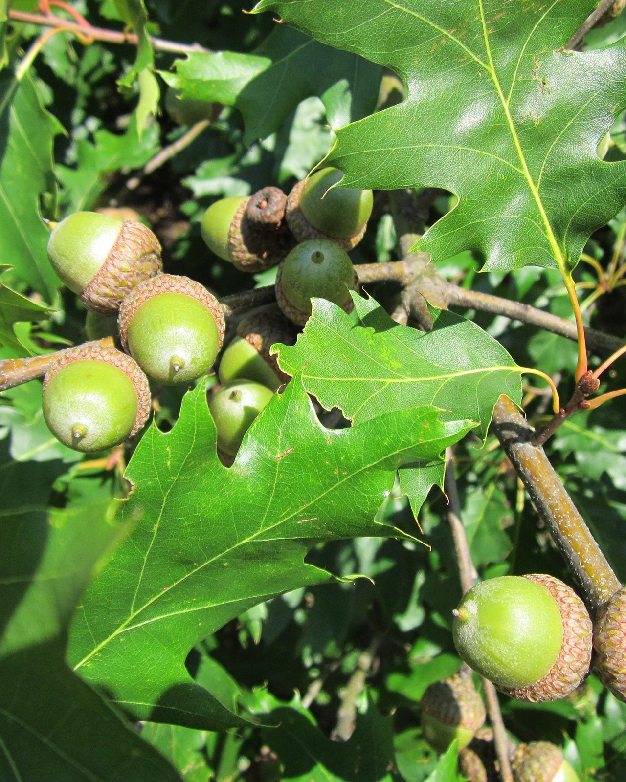 Close up of red oak branch with acorns.