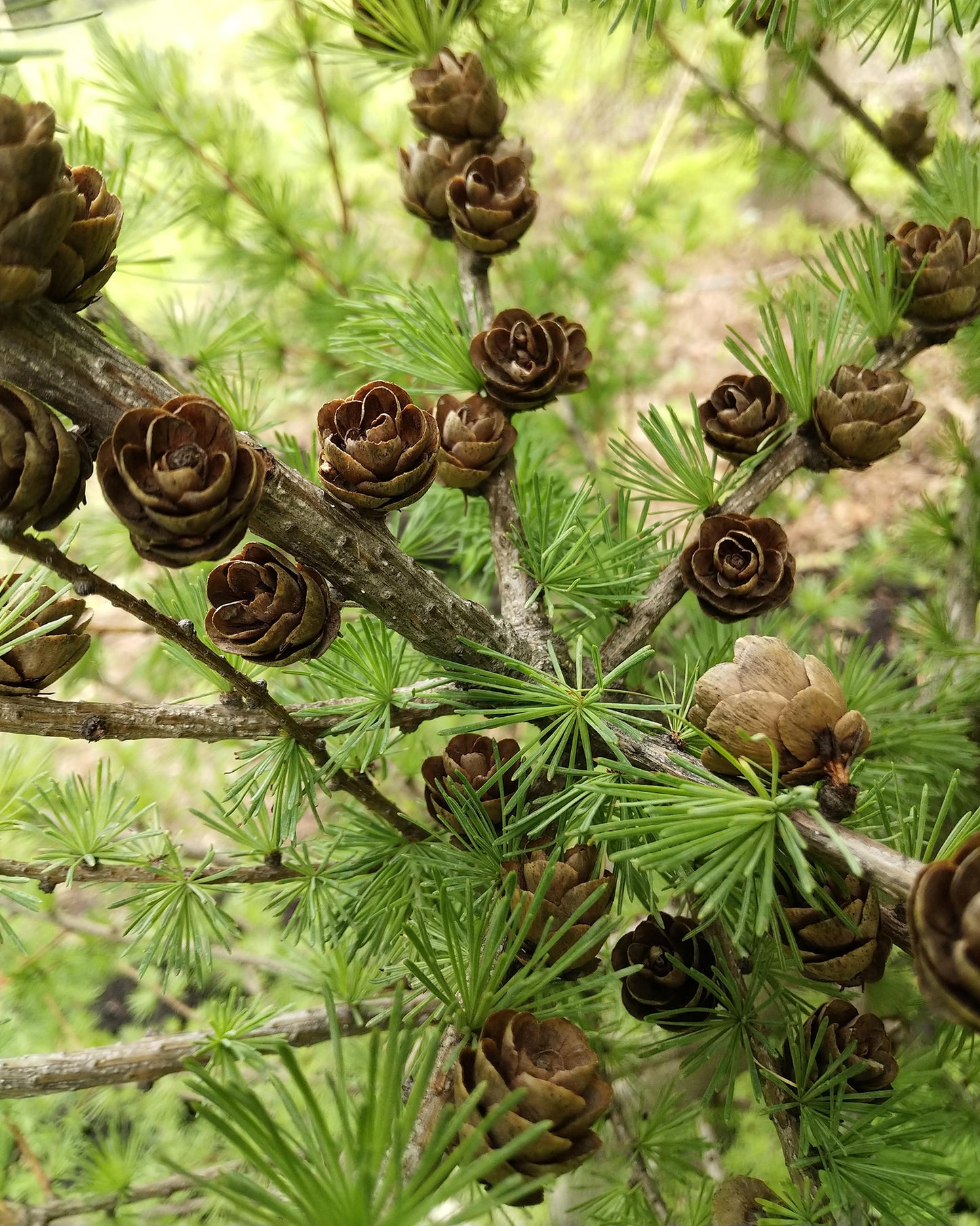 Close up of tamarack branch with cones.