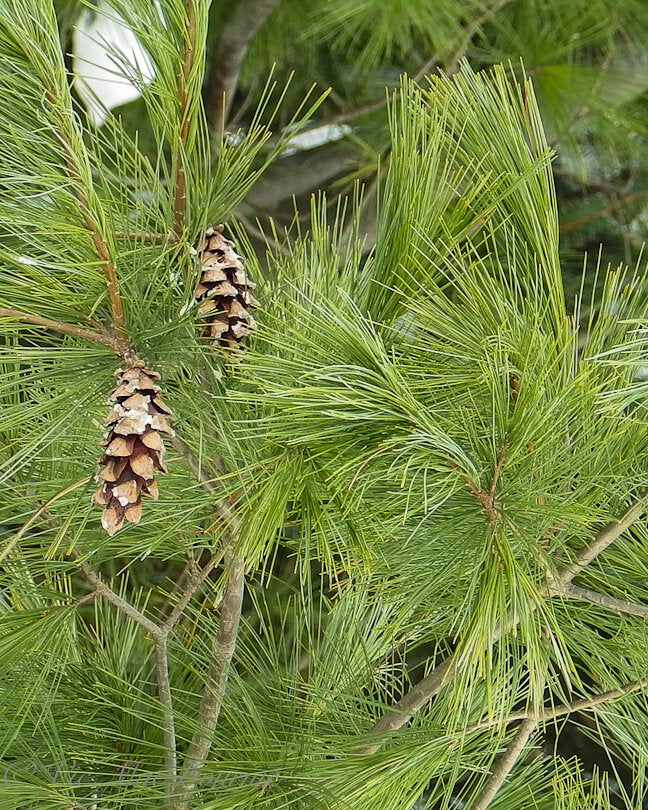 Close up of white pine branch with cones.