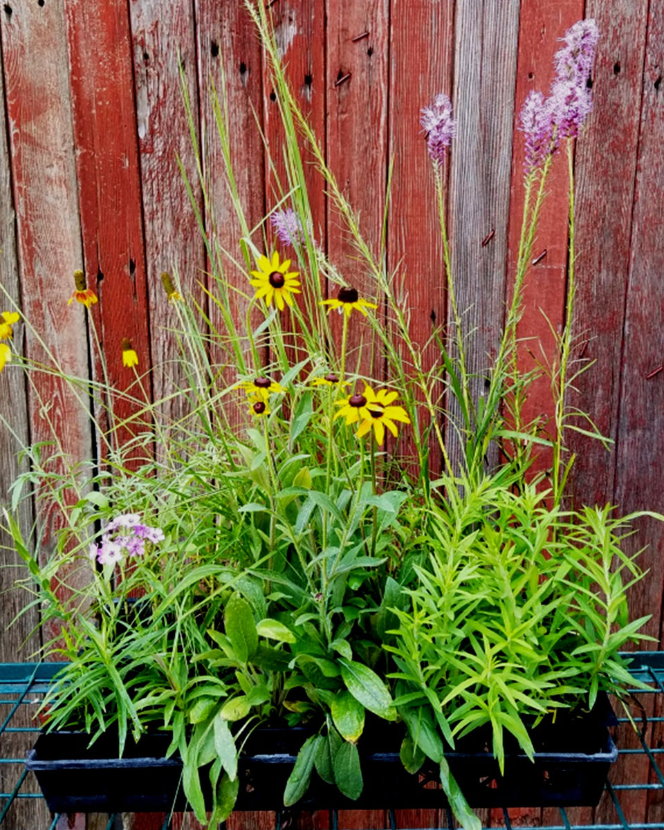 Native Plant Kits – EOT-SWCD