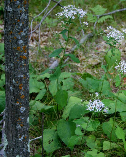 Native Plant Kit - Woodland Edge