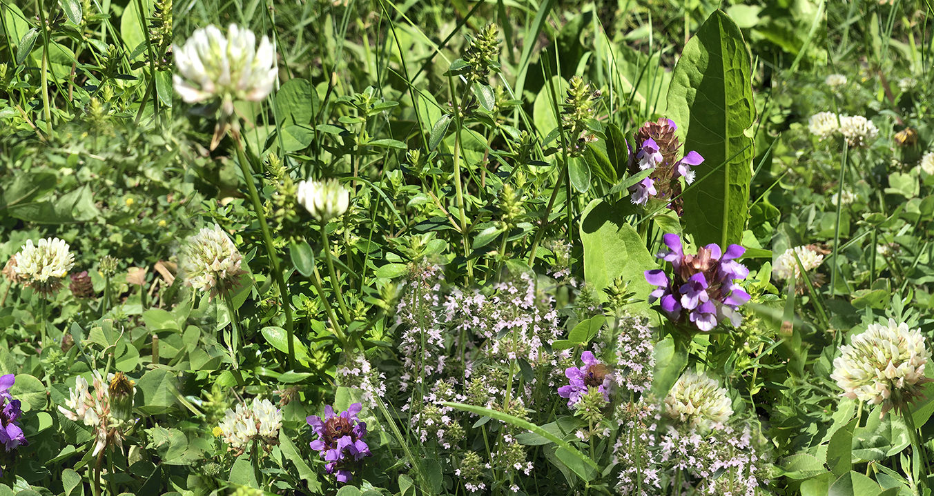 Bee Lawn Seed Mix