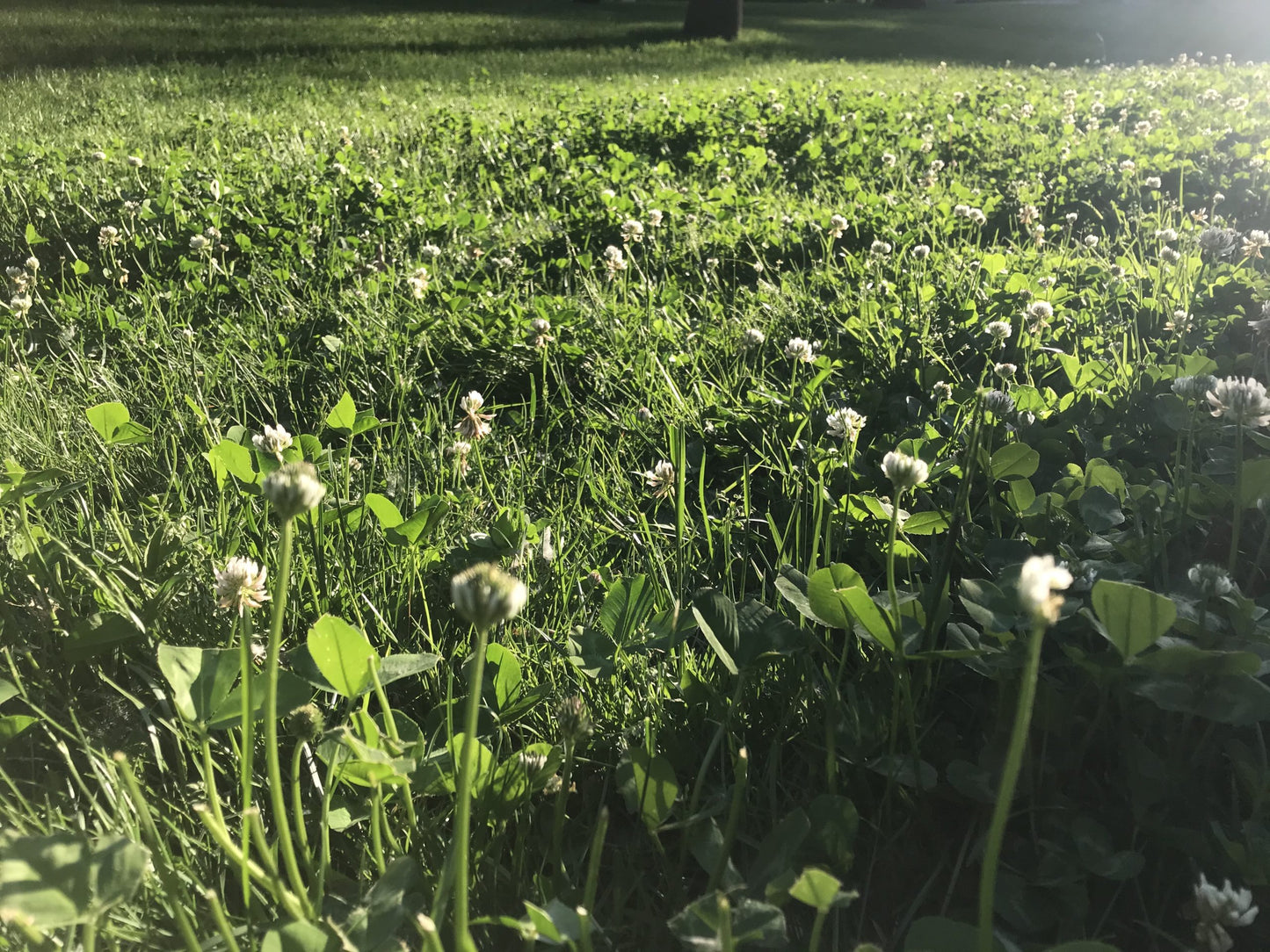 Bee Lawn Seed Mix