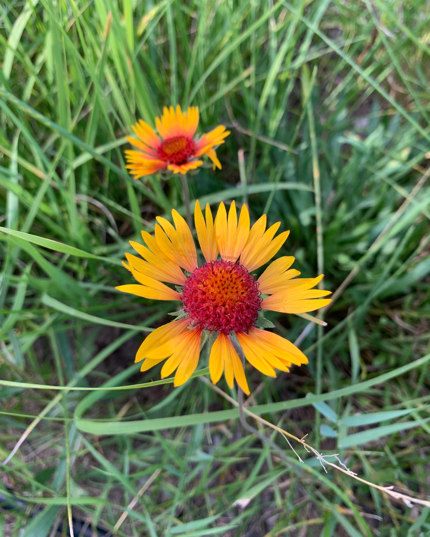 Native Plant Kit - Short & Tidy