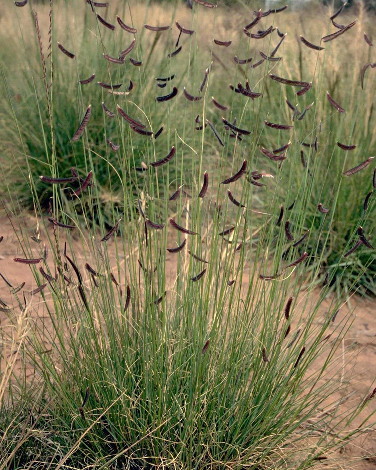 Pollinator Seed Mix