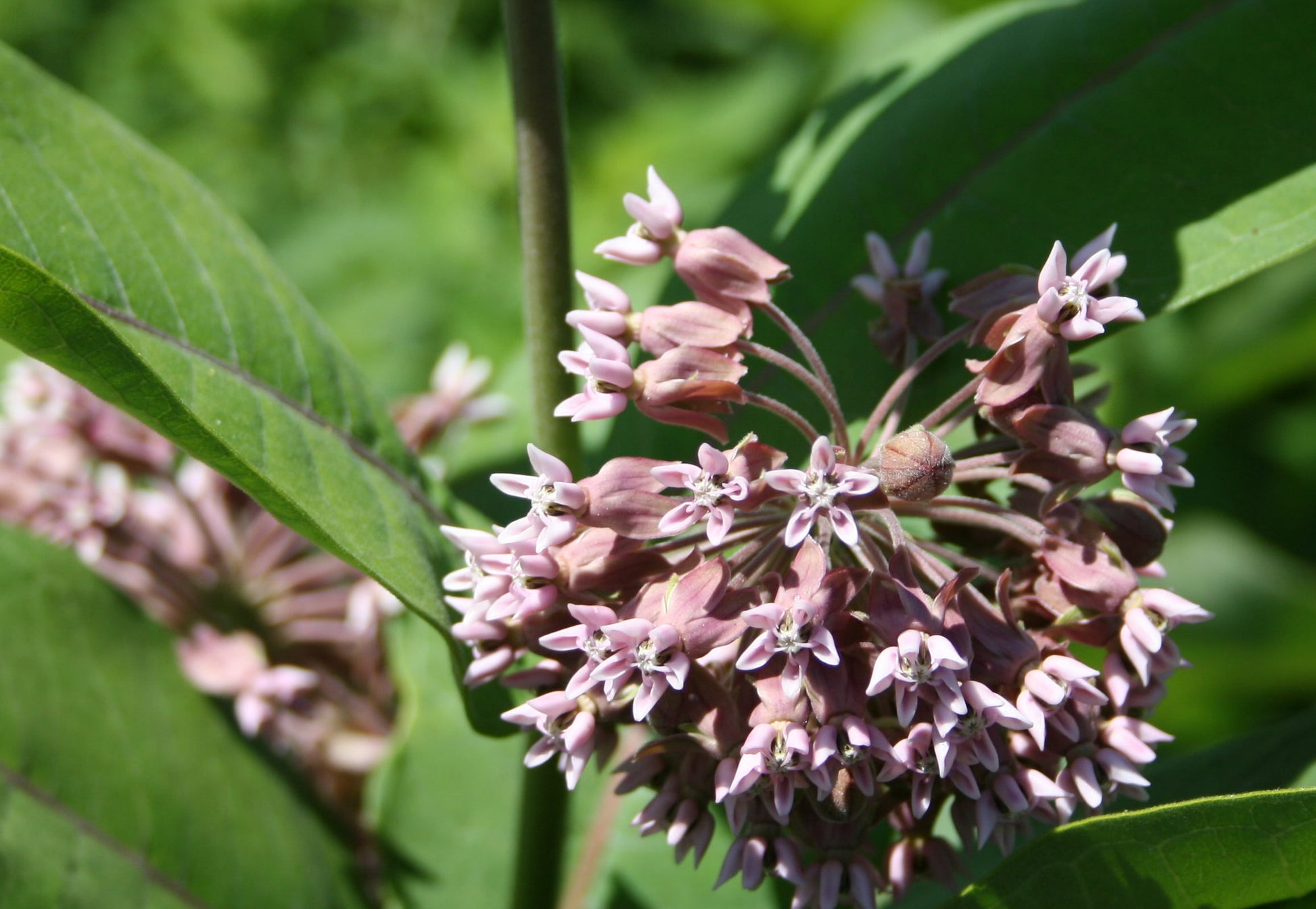 Common milkweed, an essential plant for monarch butterflies.