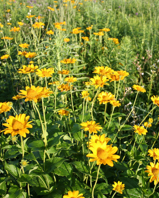 Common Ox-eye false sunflower native Minnesota wildflower.