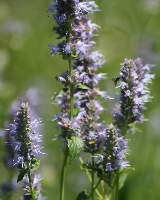 Fragrant giant hyssop, native Minnesota wildflower.