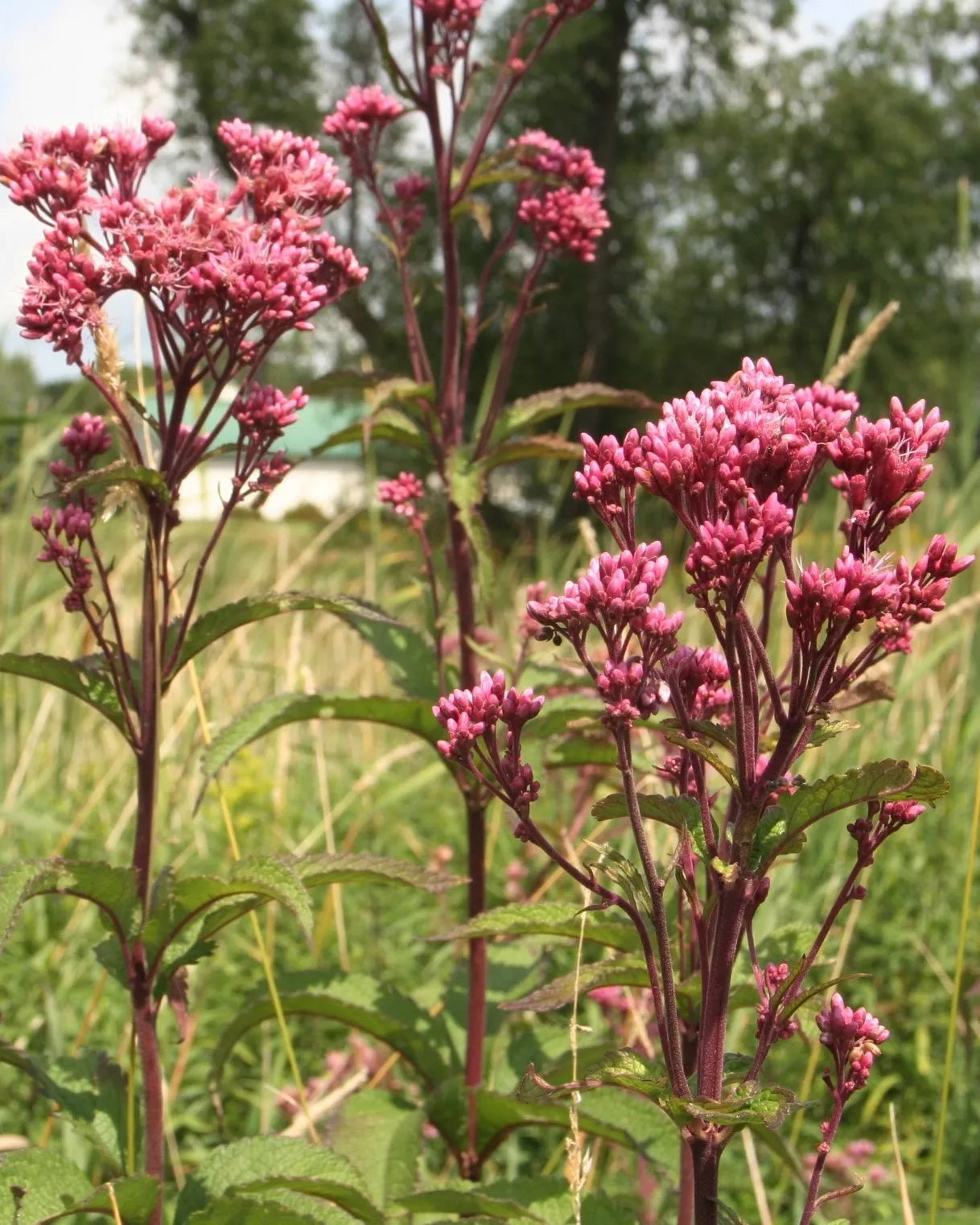 Joe Pye weed Minnesota native wildflower.