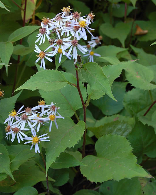 Large leaved aster, wildflower native to Minnesota.