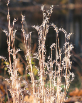 Photo of little bluestem, a native grass.