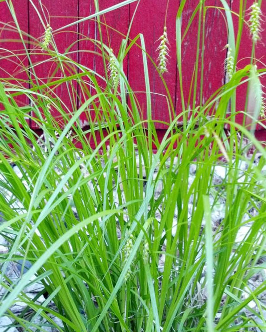 Photo of long beaked sedge.