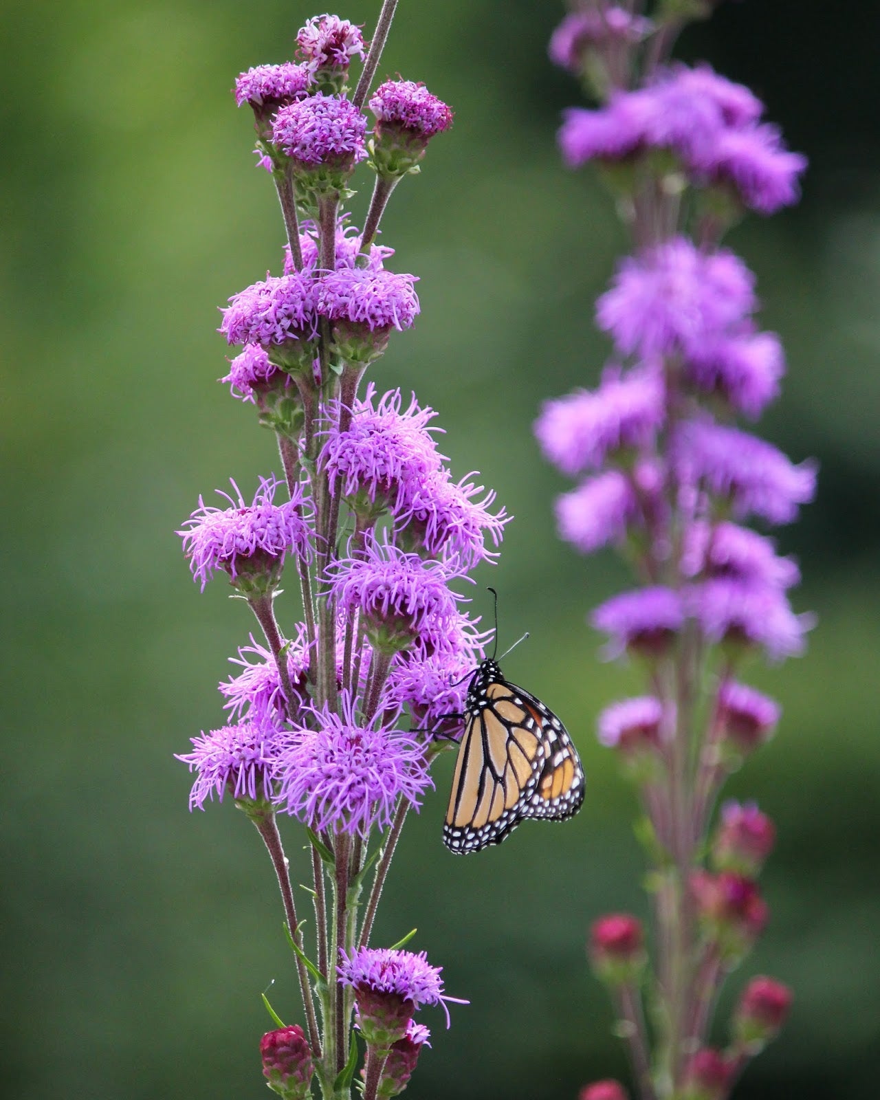 Meadow blazing star, Minnesota native wildflower. 