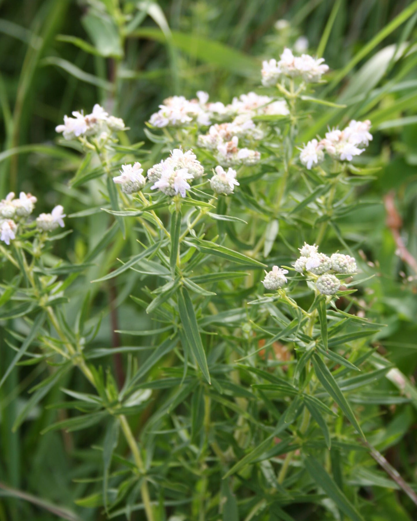 Mountain mint, wildflower native to Minnesota.