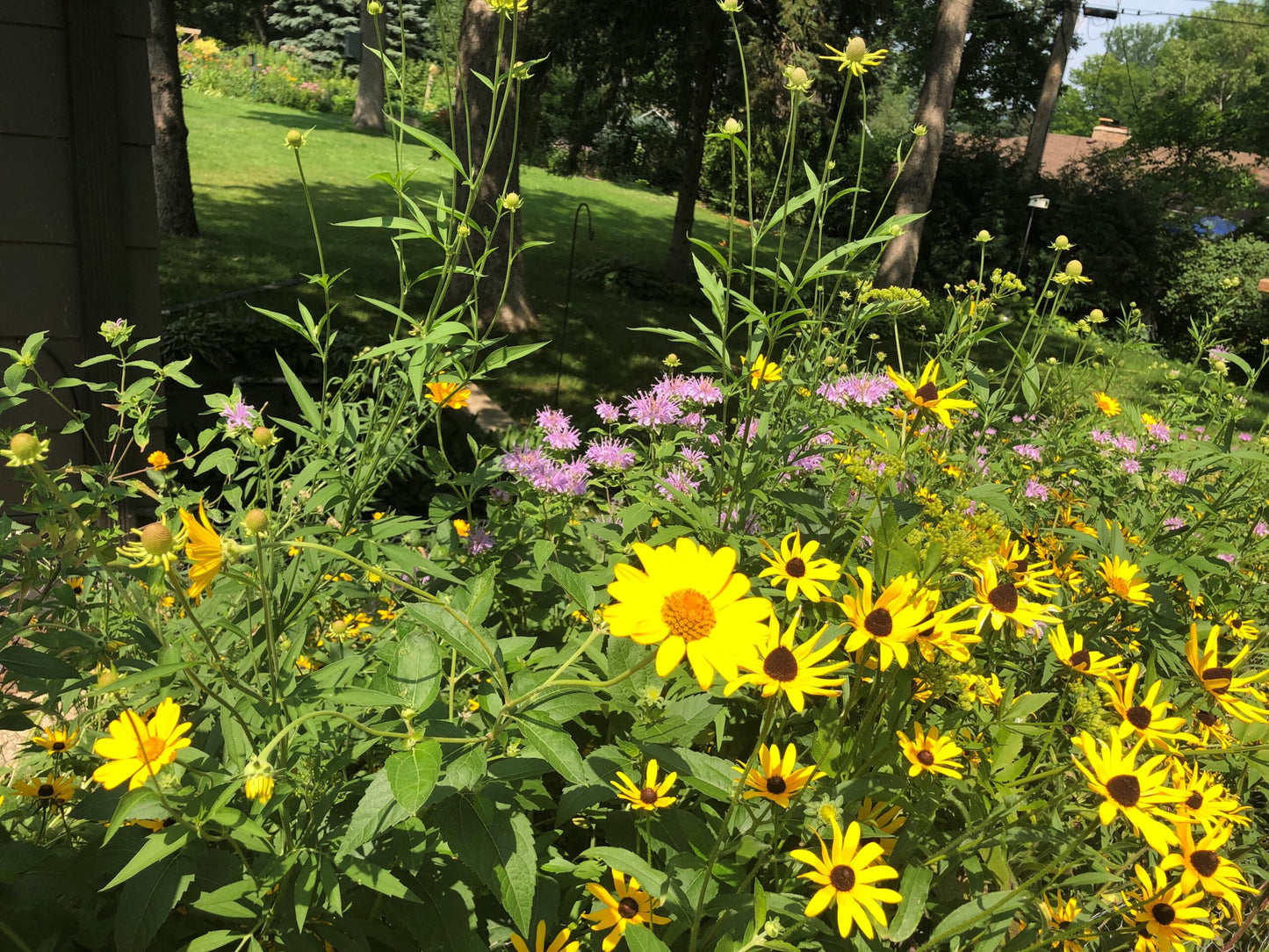 Pollinator Seed Mix