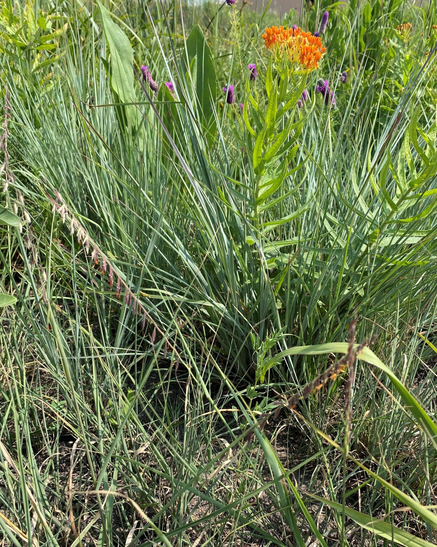 Pollinator Seed Mix