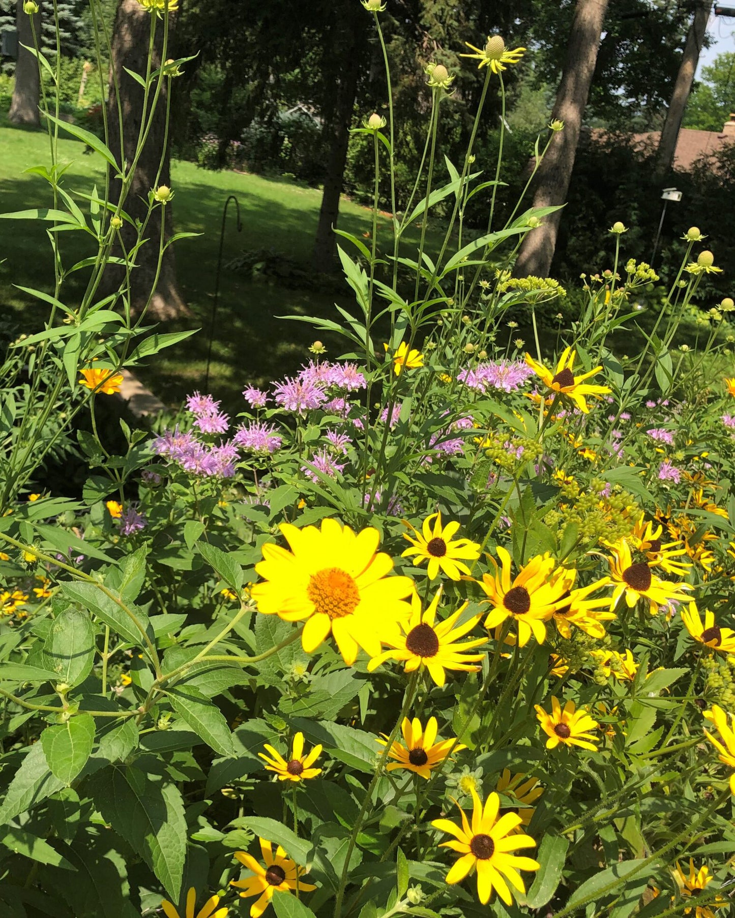 Pollinator Seed Mix