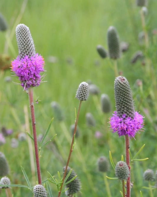 Native Plant Kit - Rusty Patched Bumblebee Garden