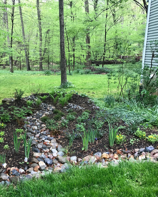 Photo of rain garden with native plants.