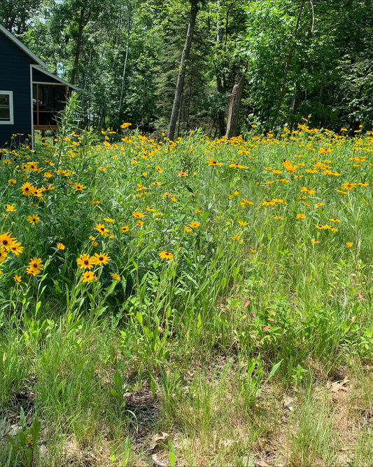 Septic Mound Seed Mix