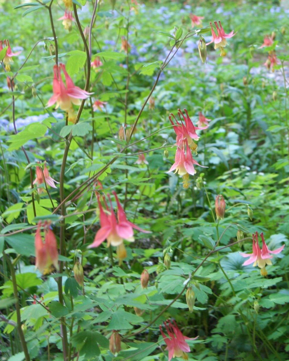 A shade garden featuring shade tolerant native species.