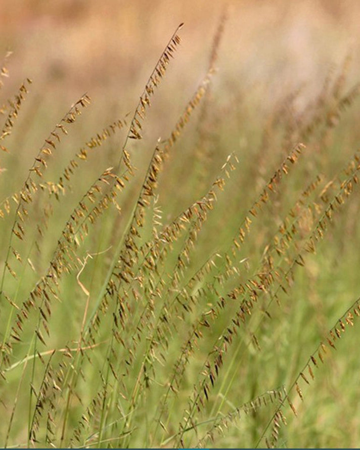 Pollinator Seed Mix