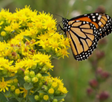 Native Plant Kit - Monarch Special