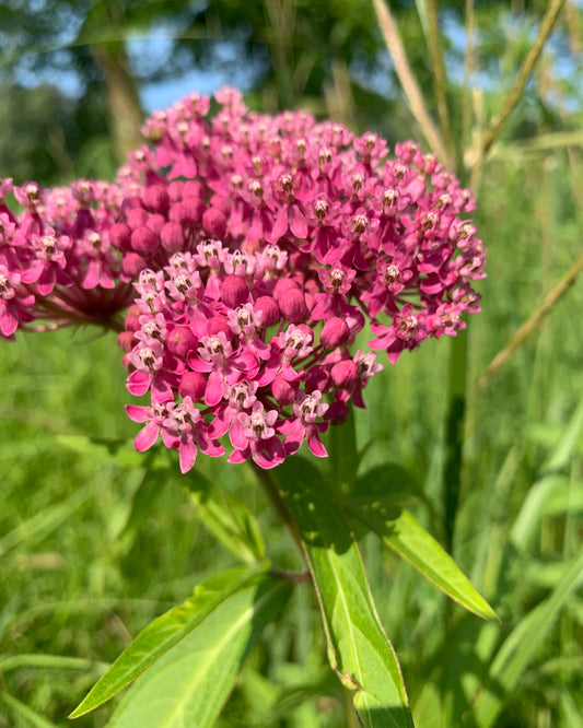 Swamp milkweed, Minnesota native wildflower.