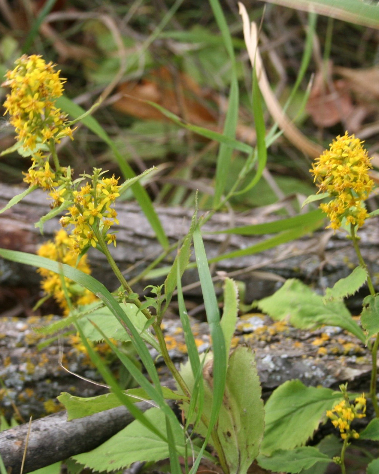 Zig zag goldenrod, a wildflower native to Minnesota.