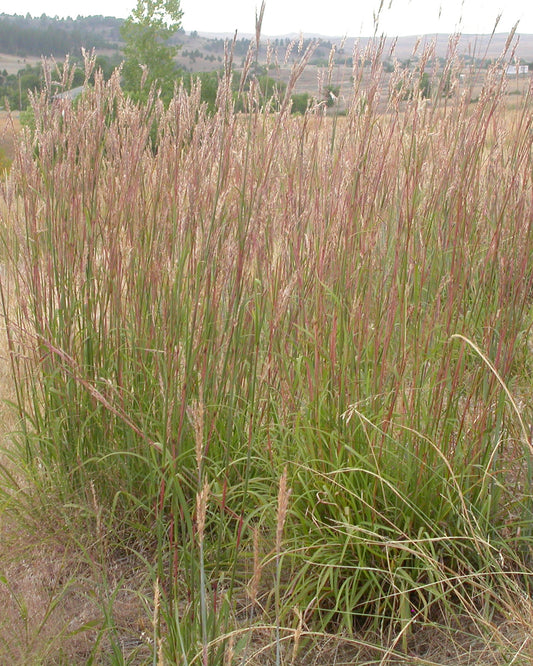 Native Plant Kit - Tall Prairie Grass