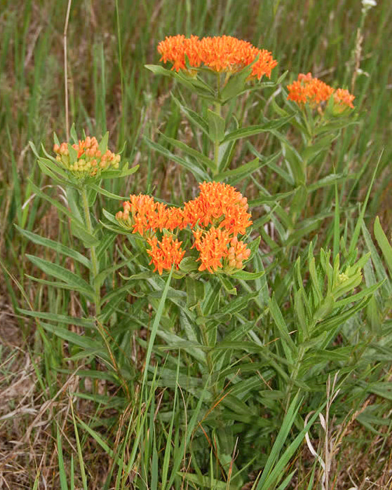 Butterfly weed native Minnesota wildflower.