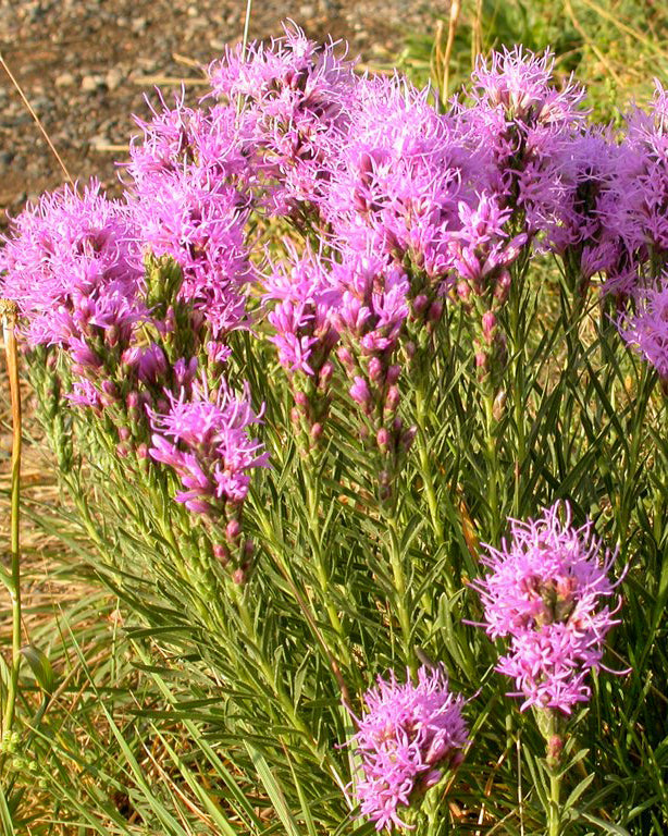 Dotted blazing star, Minnesota native wildflower with purple flowers.