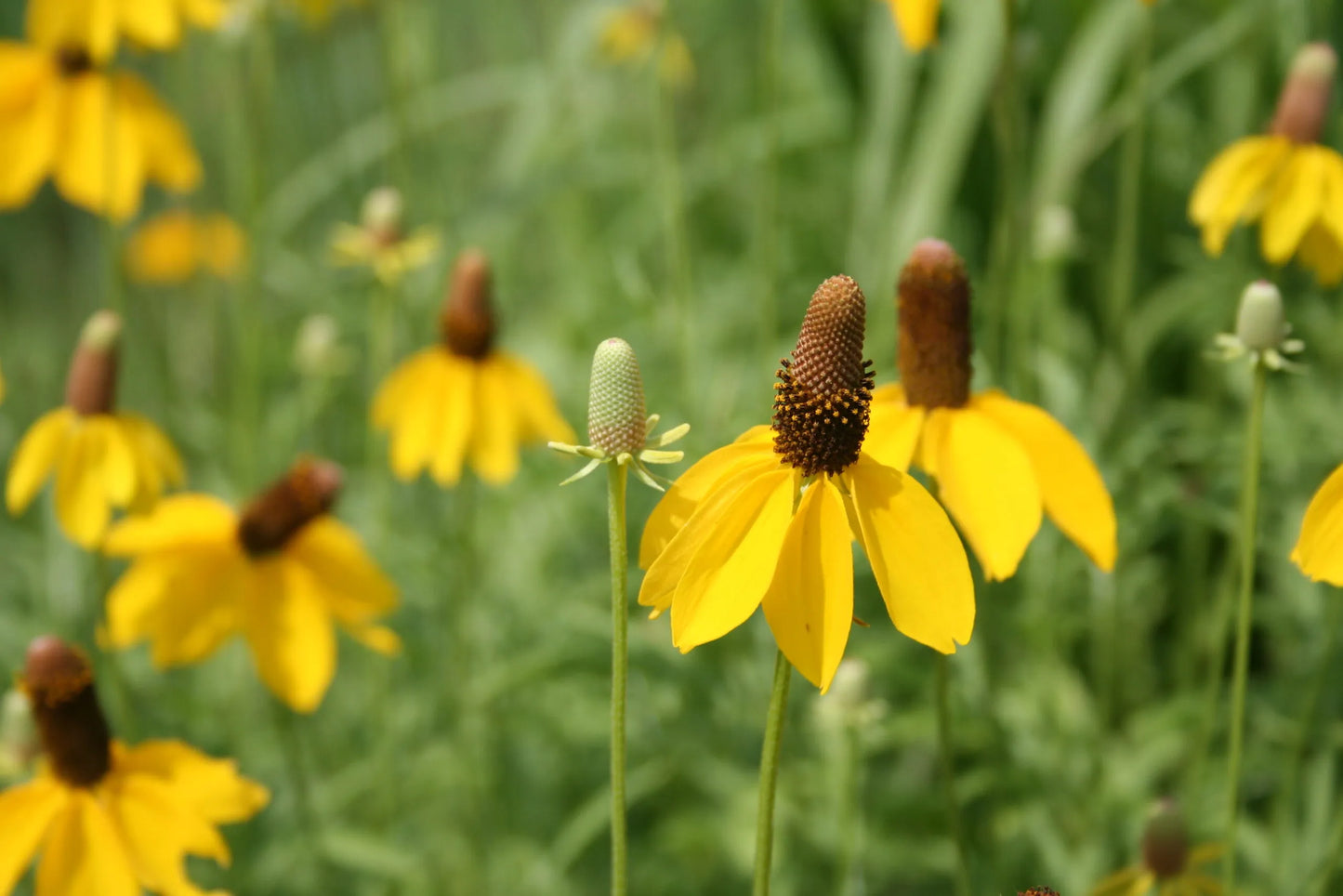 Long headed coneflower, Minnesota native wildflower with yellow flowers.