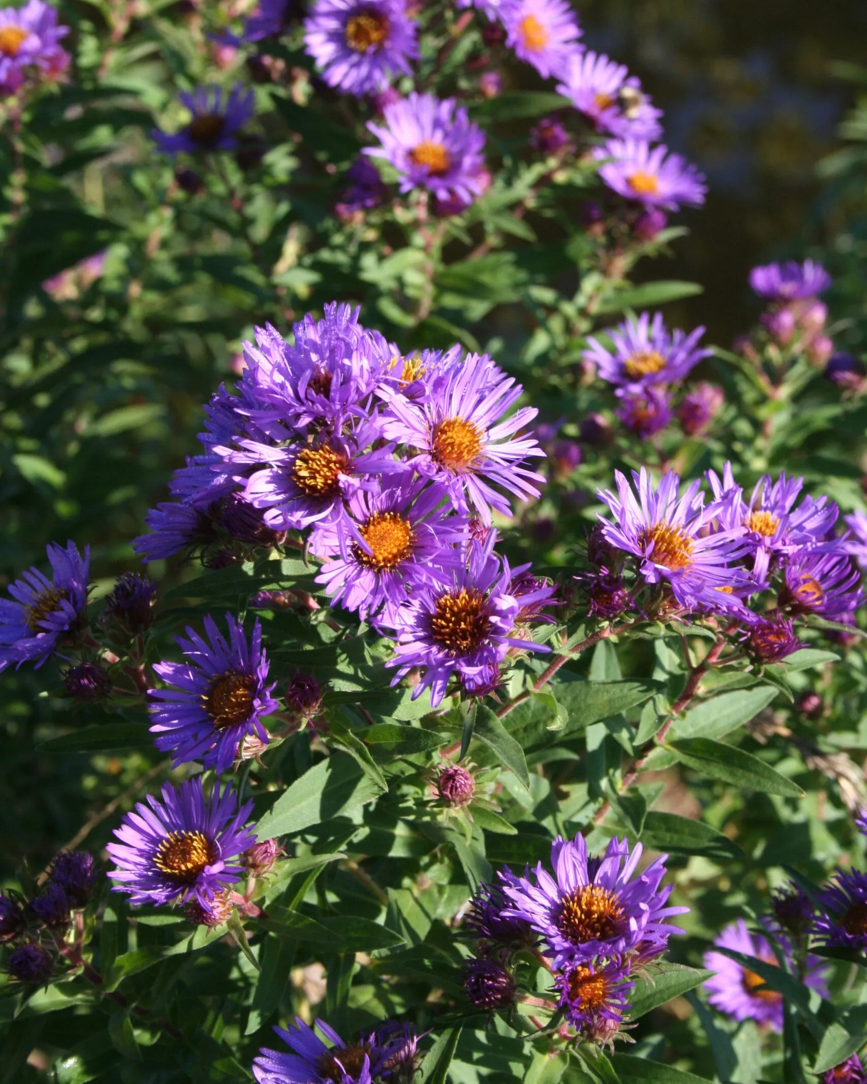 New England Aster, Minnesota native wildflower.