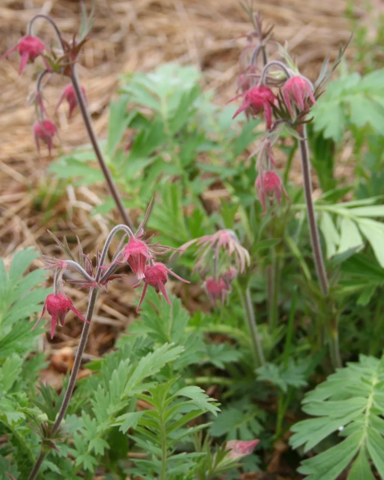 Prairie smoke, native Minnesota wildflower with pink-red flowers before fully opened.