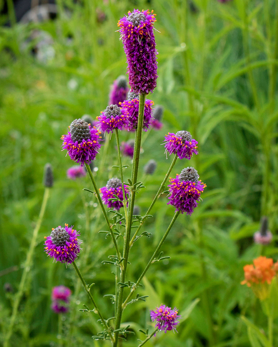 Native Minnesota wildflower Purple Prairie Clover blooming.