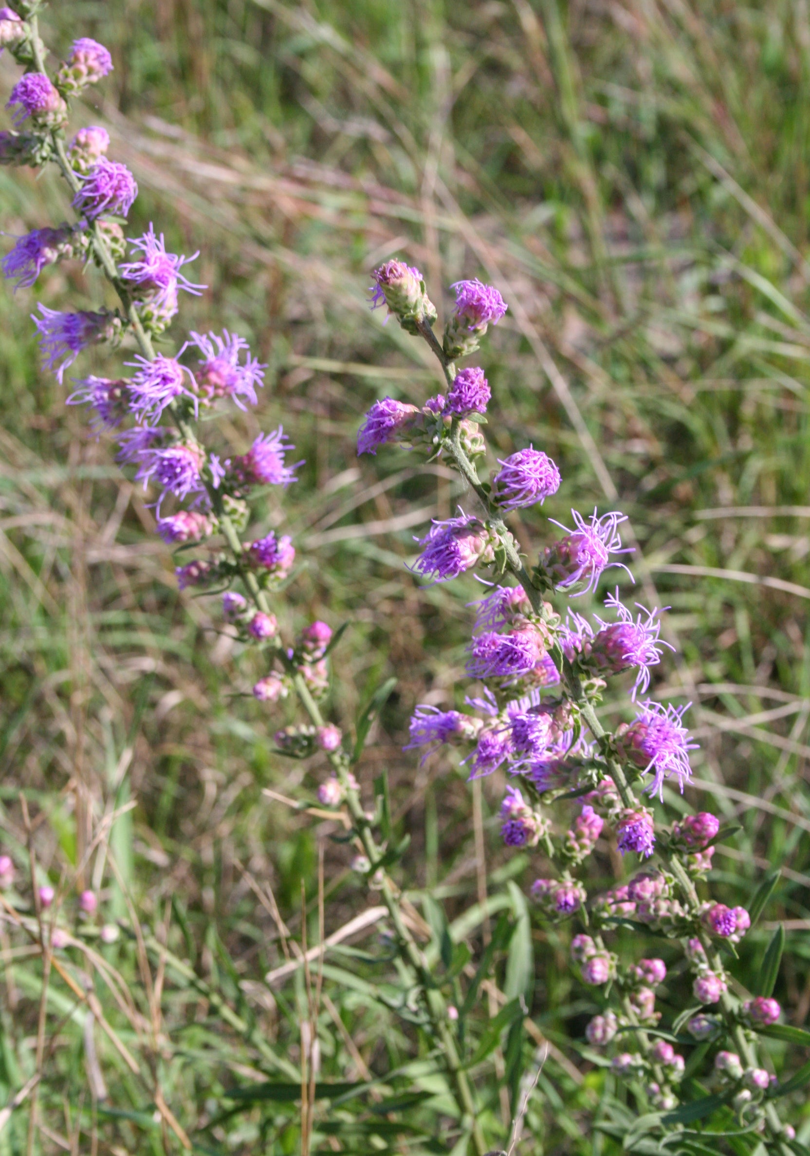 Rough Blazing star, Minnesota native wildflower.